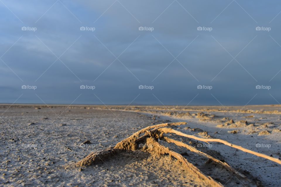 A lone piece of scrub in the desert 