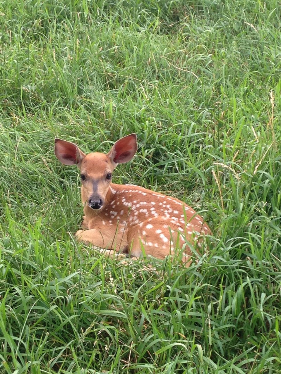 Fawn in the Meadow 