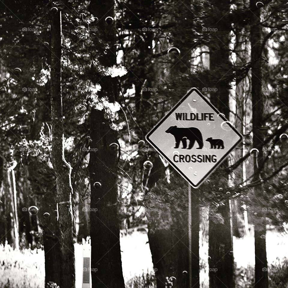 Wildlife crossing