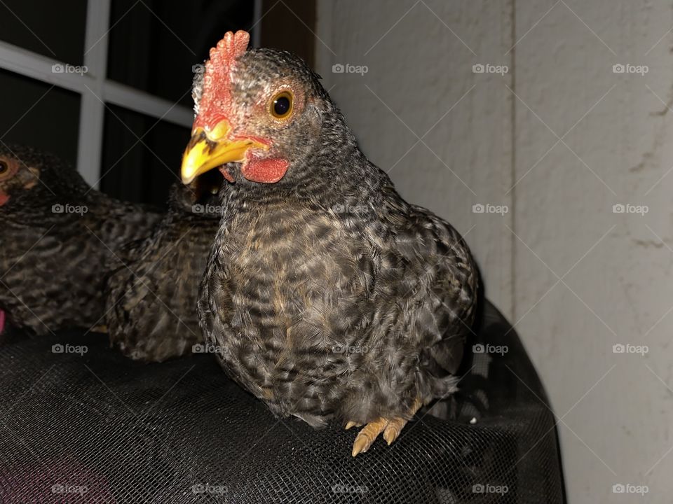 Night chick 