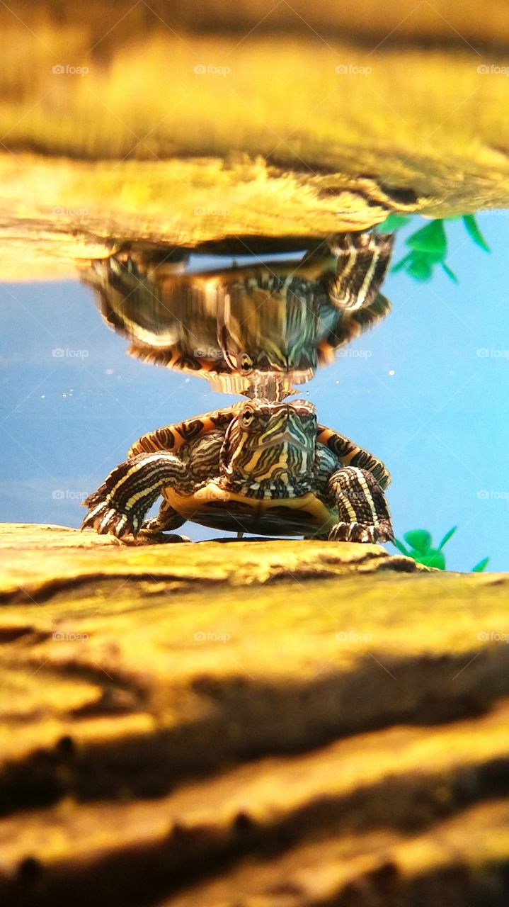 Red Ear Slider turtle close up