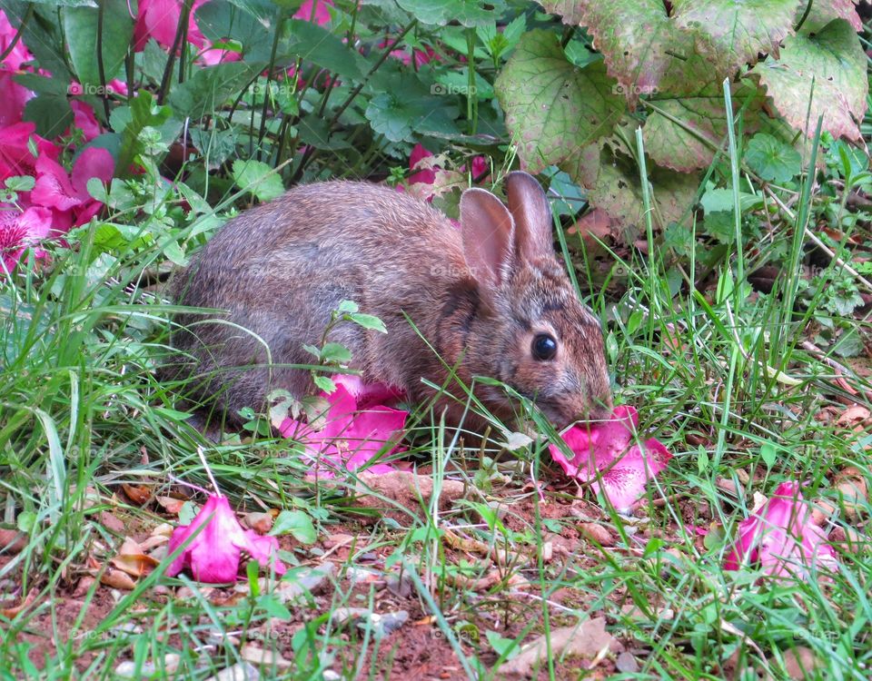 Young rabbit eating flower petals.