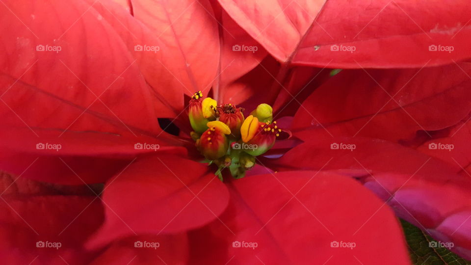 Extreme close-up of a poinsettia flower
