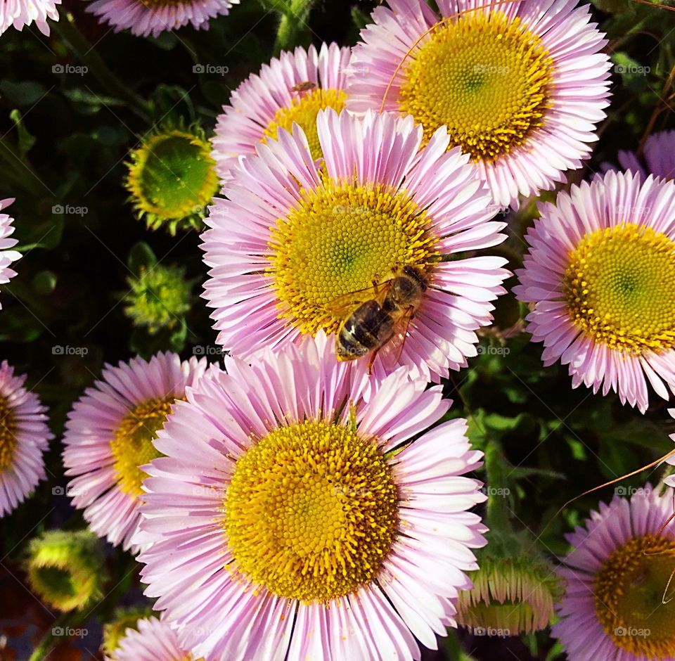 Bee on Fleabane Flower