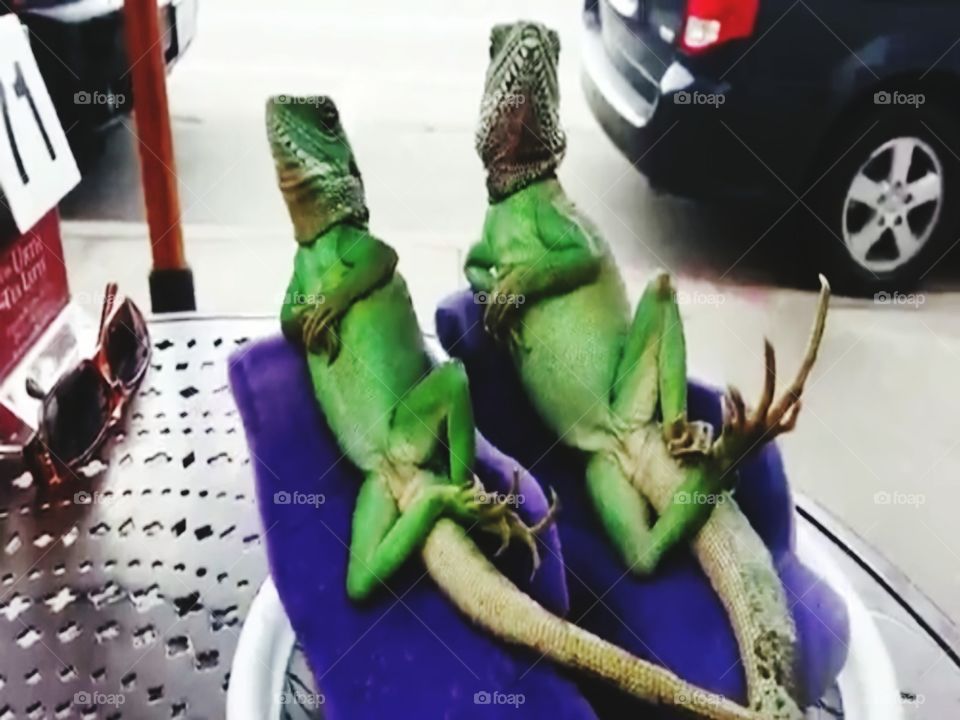 RELAXED IGUANAS.