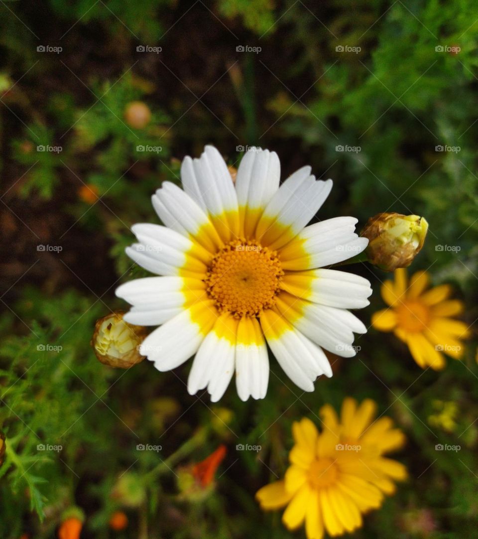 daisy flower
