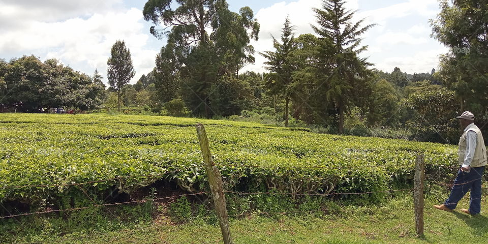 Best Tea producing land