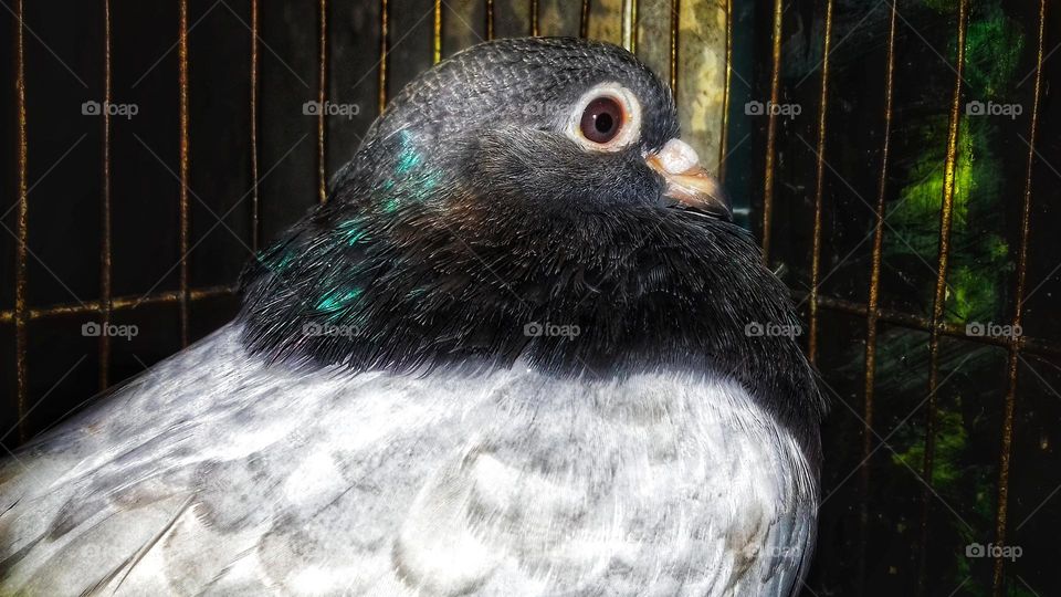 A Beautiful Pigeon Bird