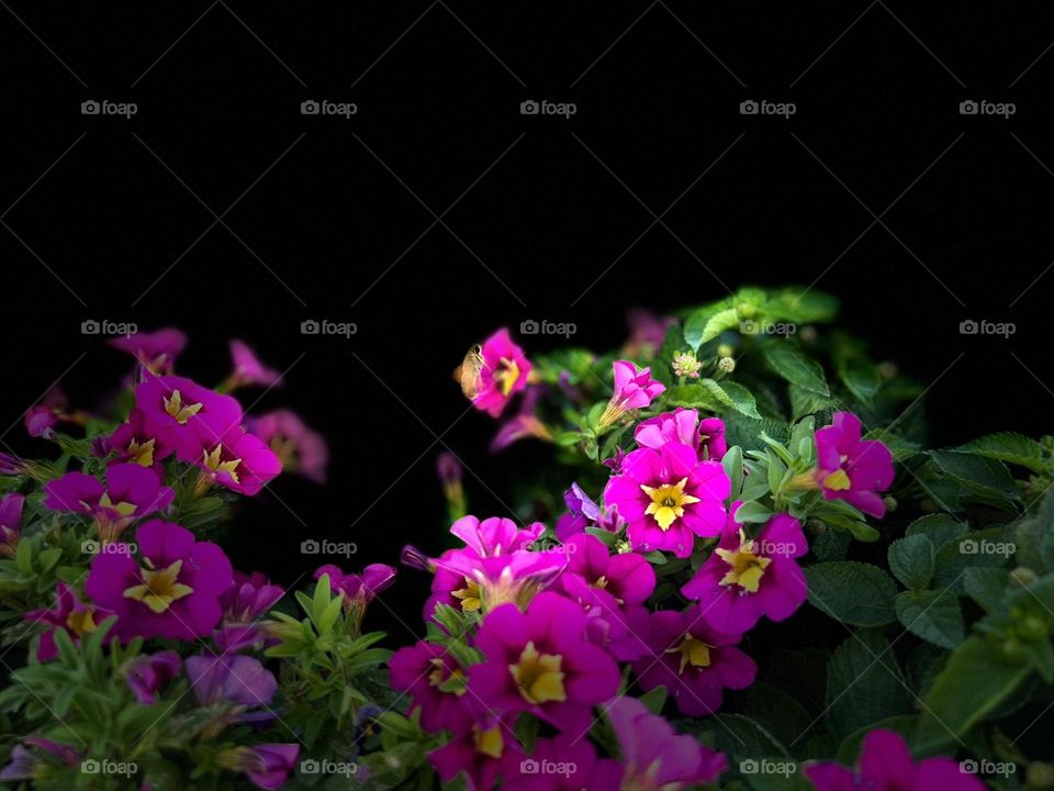 Photographer Daniel RoFa