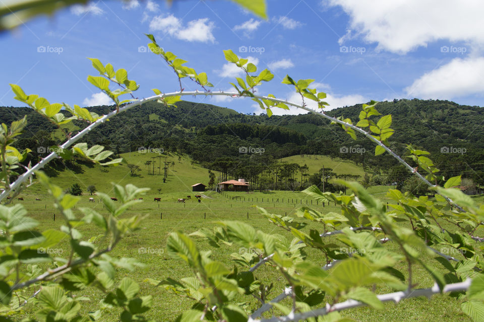 Beautiful farm with lots of green.