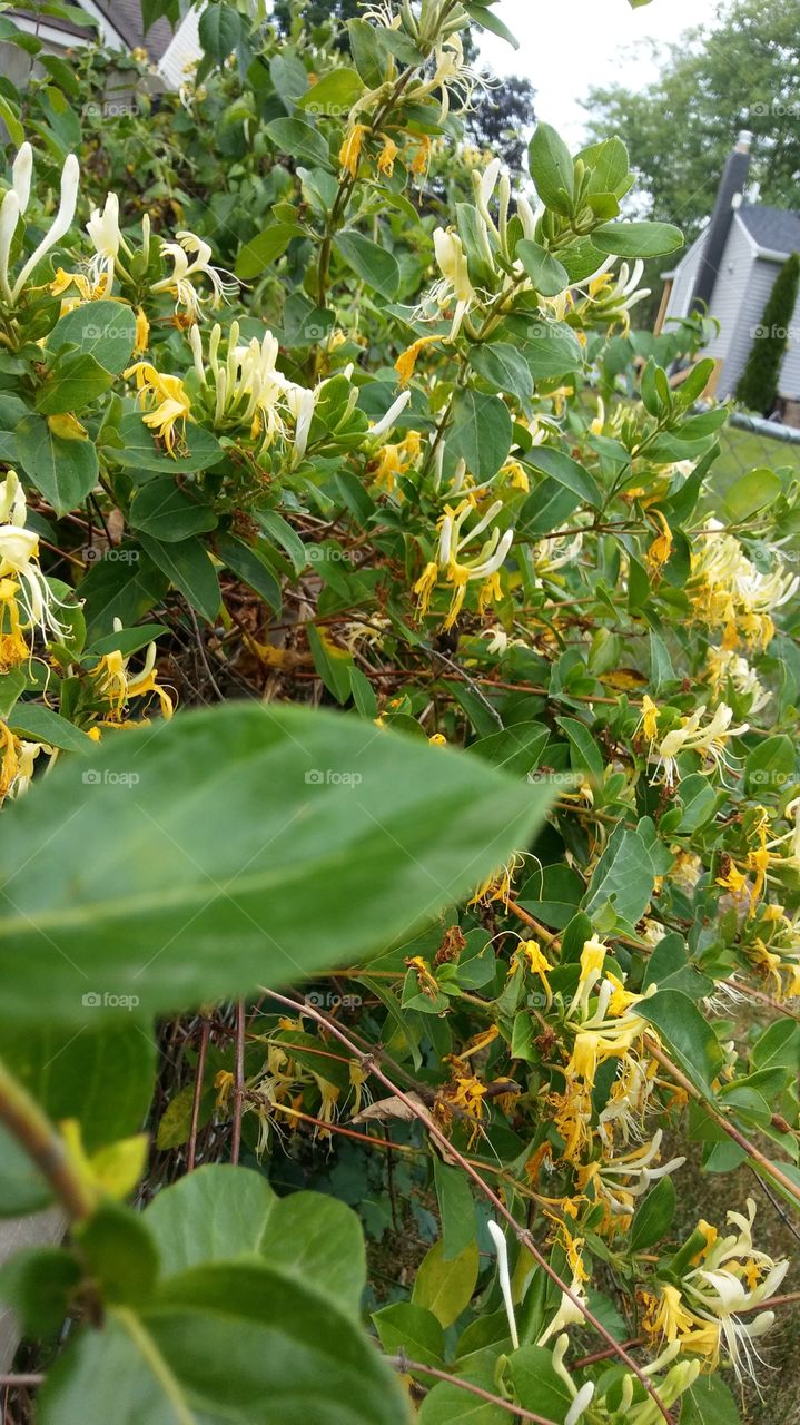 Honeysuckle Aroma
