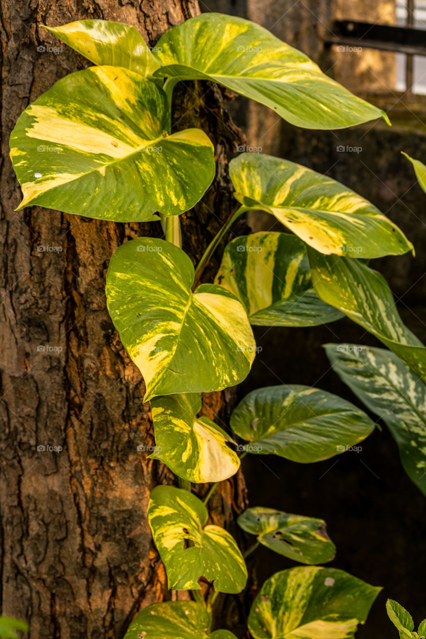 Portrait of a peeple plant grown below the neem tree