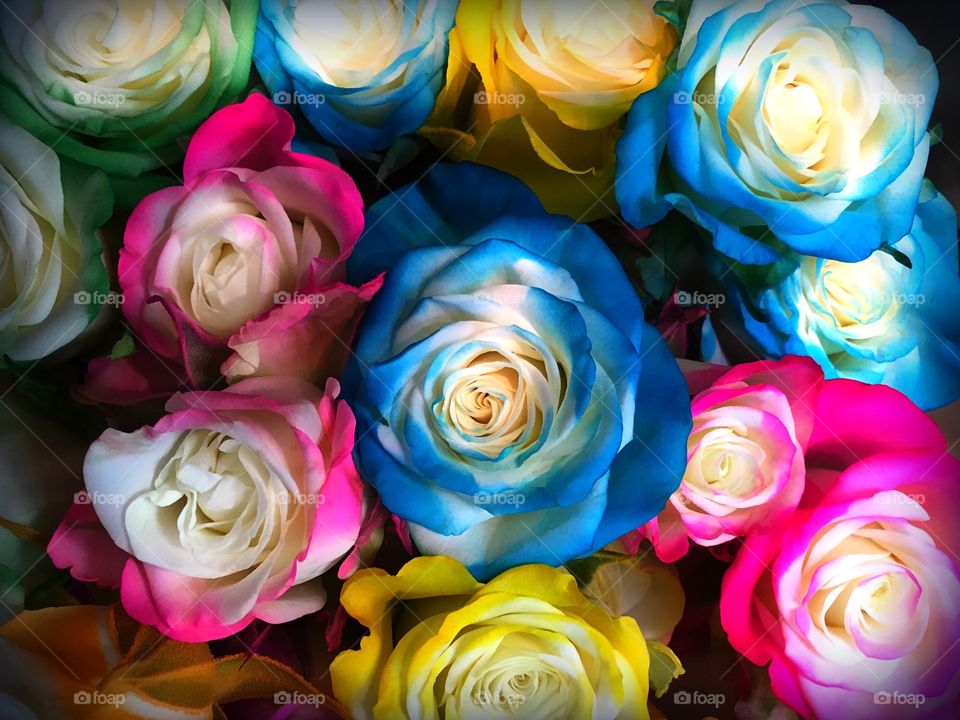 Lush, beautiful multicolored roses together in a celebration of color.