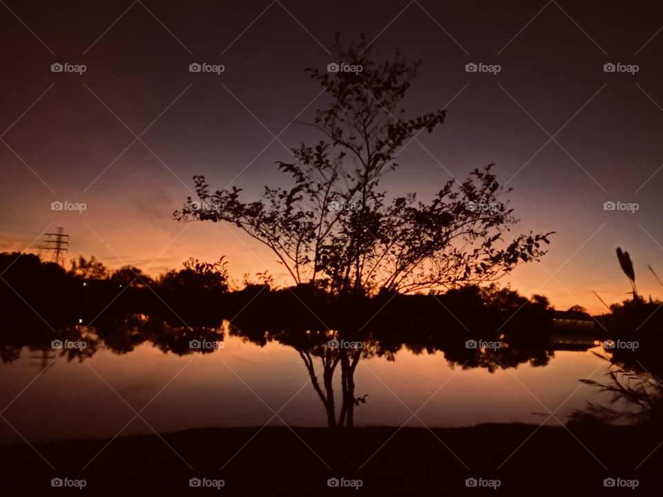 The Backlit gorgeous colours are representing this captivating Sunset, Twilight, and now near Night. The Crepe Myrtle has been presented a Beautiful Stunning scene or a Gift of Lasting presence that will endure for Future.