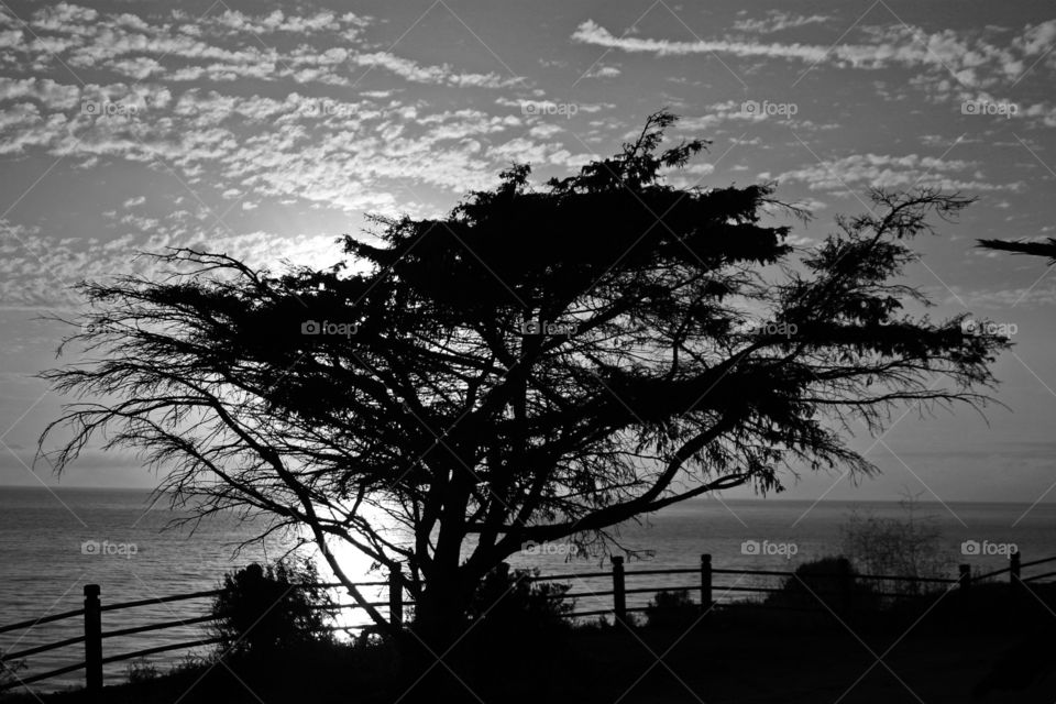 Árbol que se fue...