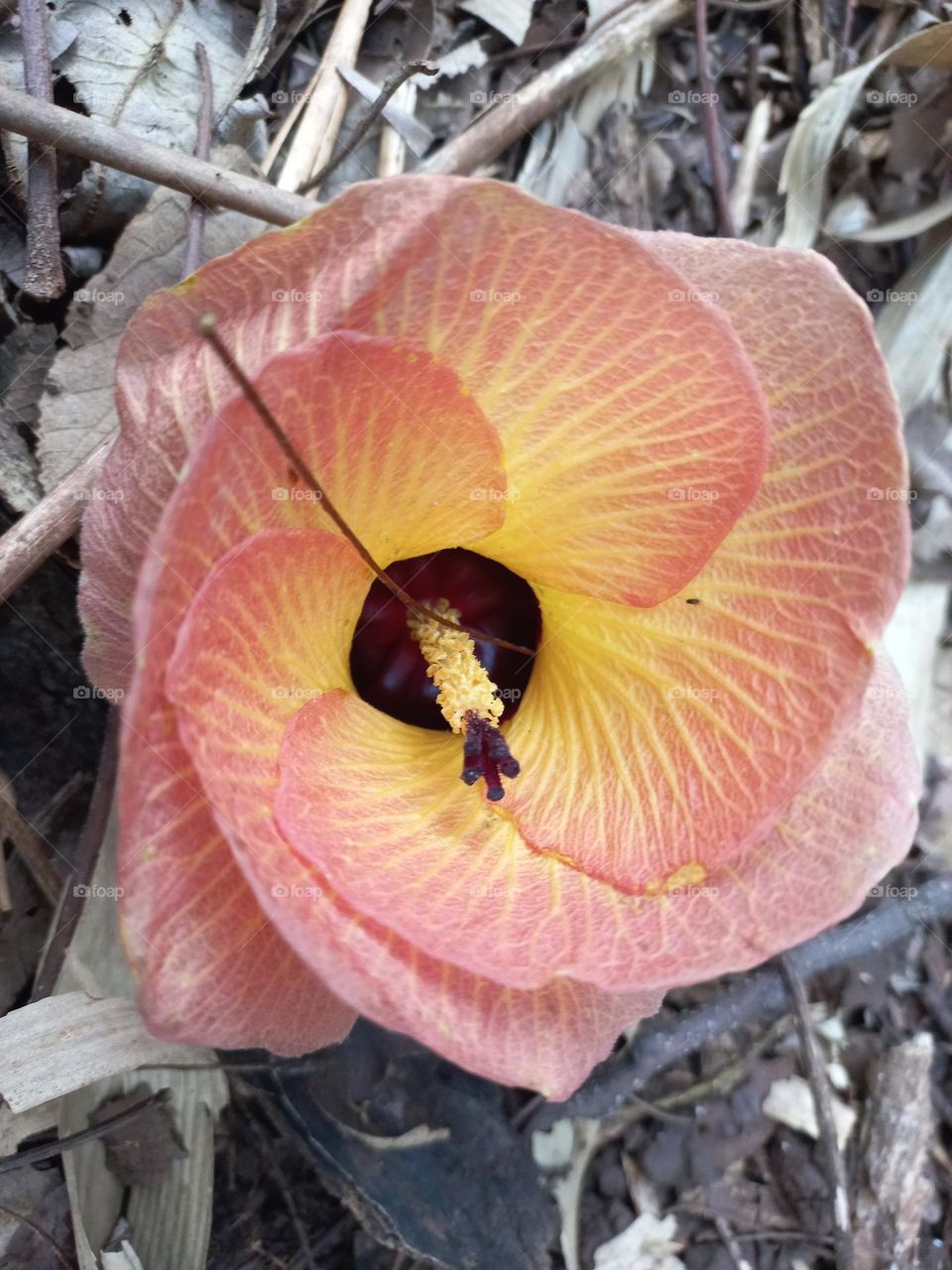 The farthest flower of Hibiscus tiliaceus