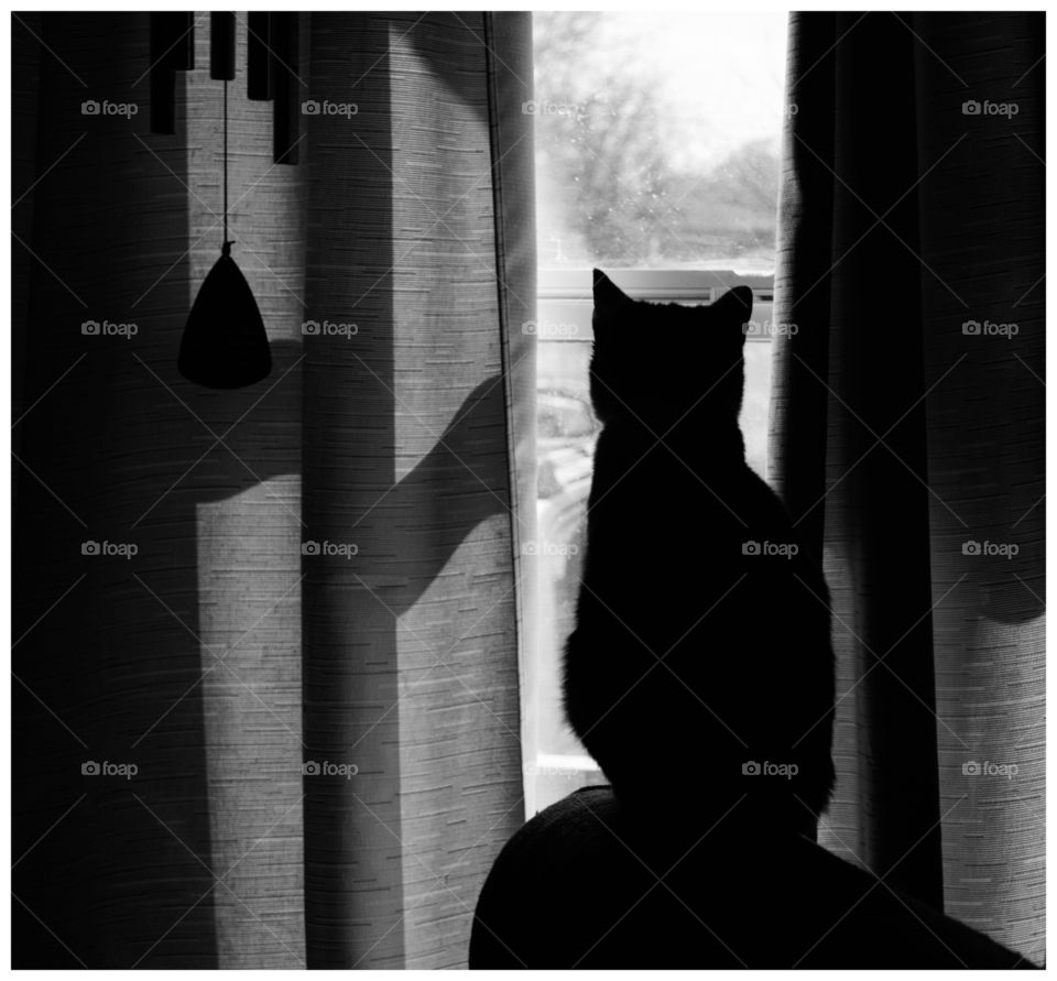 cat looking out the window