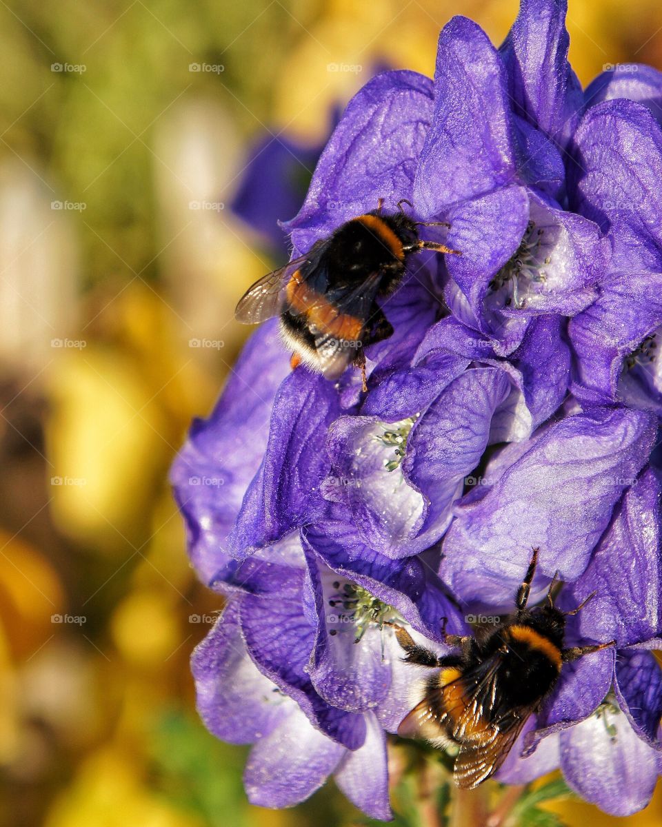 Bumblebees on delphinium