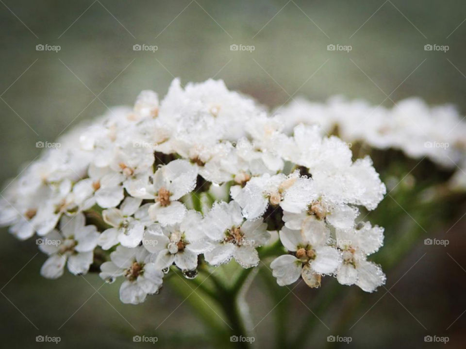 flowers that are tiny and white, picture was taken by me with a macro camera