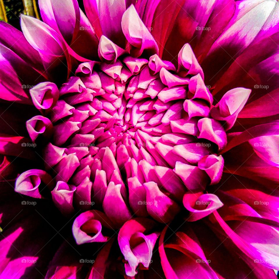 Esta foto de la flor de dalia fue fotografiada con micro.  La flor se ve muy hermosa.  Las flores se ven muy hermosas.