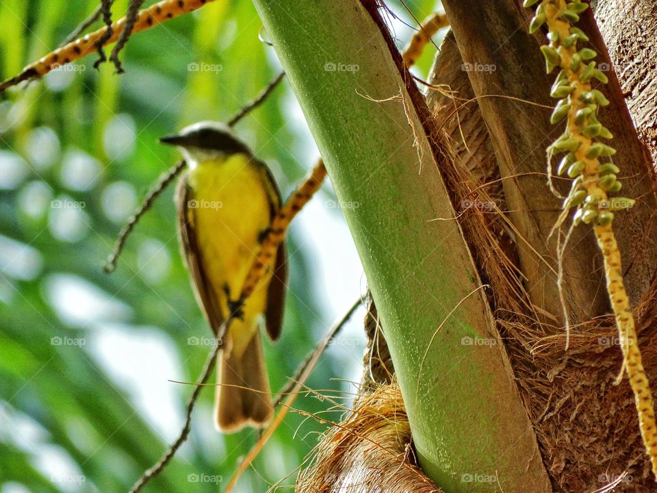 Bird In A Jungle Sunset. Wild Mexican Kiskadee During The Golden Hour
