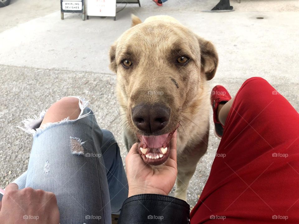 walking the dog down the street, the owner walks the weakling, teaches her, cleans up after her, educates, plays with his pet. people and dogs are best friends