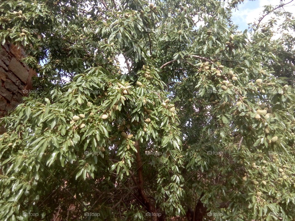 Tree, Nature, No Person, Flora, Wood