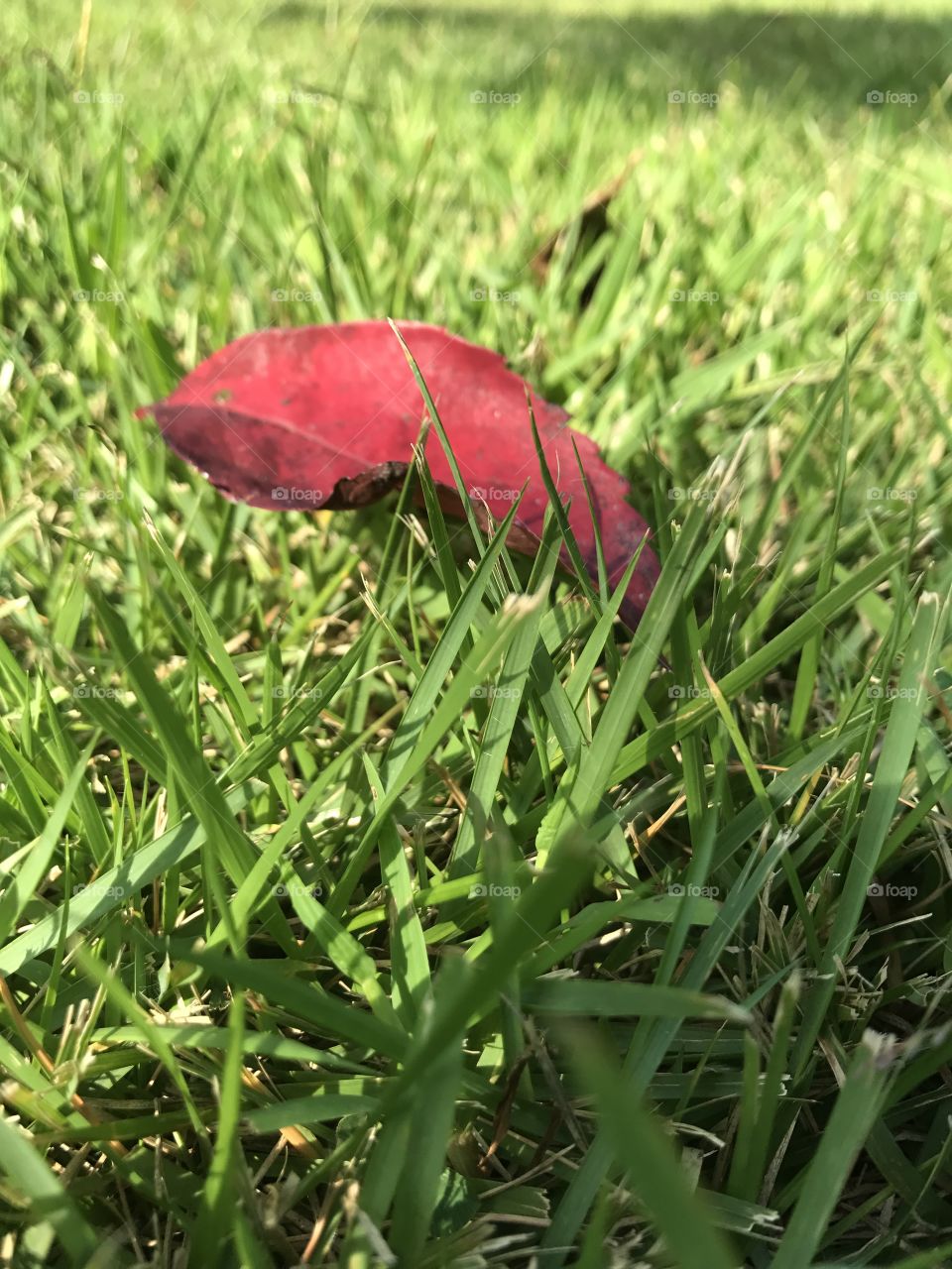 Red leaf 