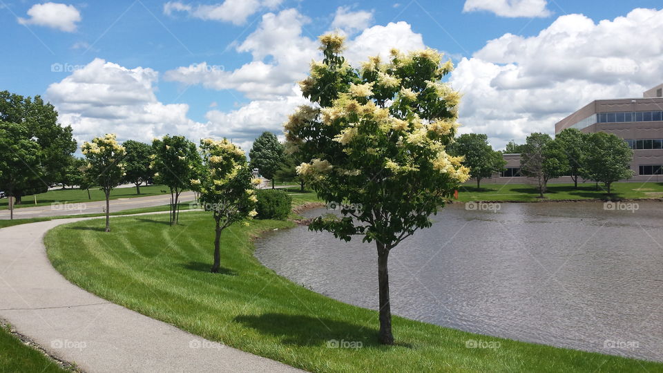 beautiful little tree . The cute trees beside a pound and trail