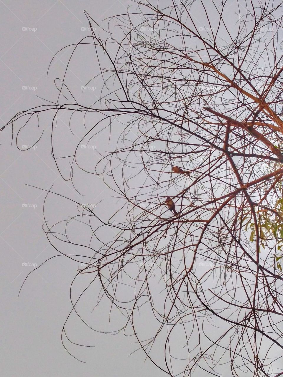 two birds sitting on the tree,captured from the bottom