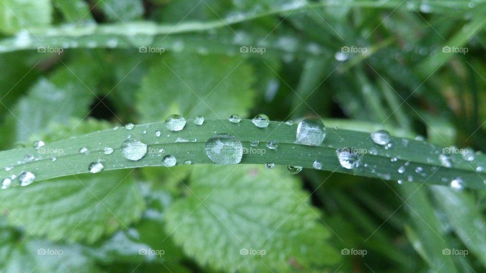 After the rain 💧Drops of water on the green grass💧