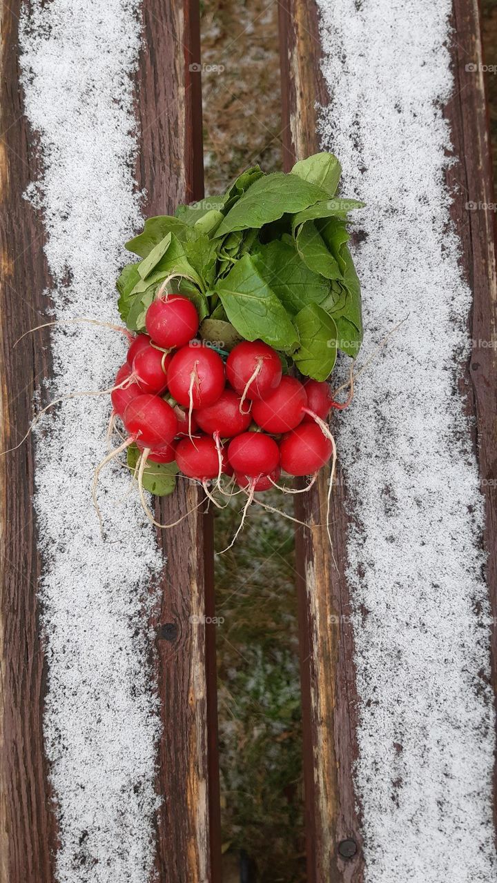 red pink raddish on the snow, spring or winter, battle between winter and spring, bon appettite!