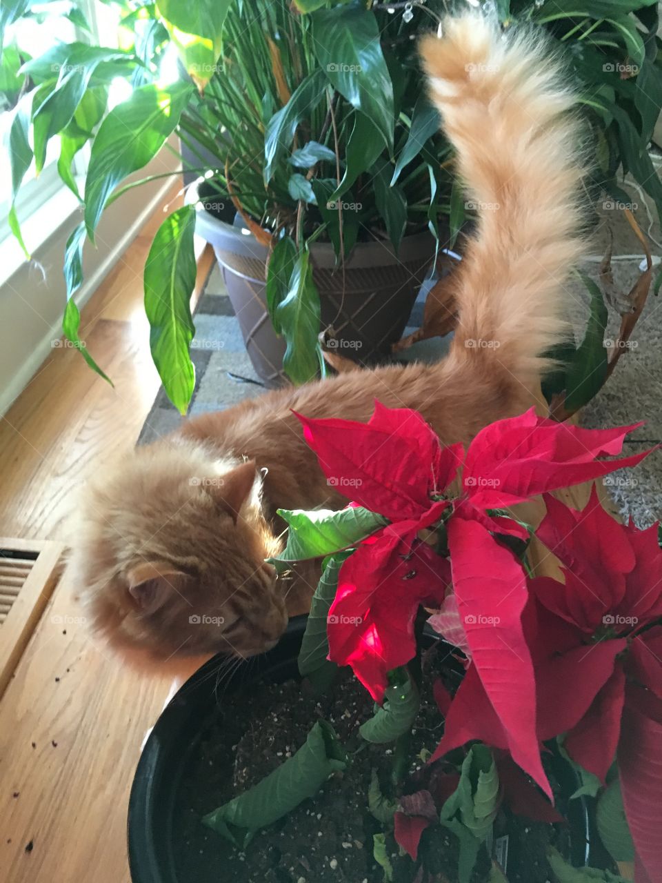 A beautiful, orange, long-haired cat (named Apollo) sniffing curiously at a red poinsettia with a healthy green peace plant in the background