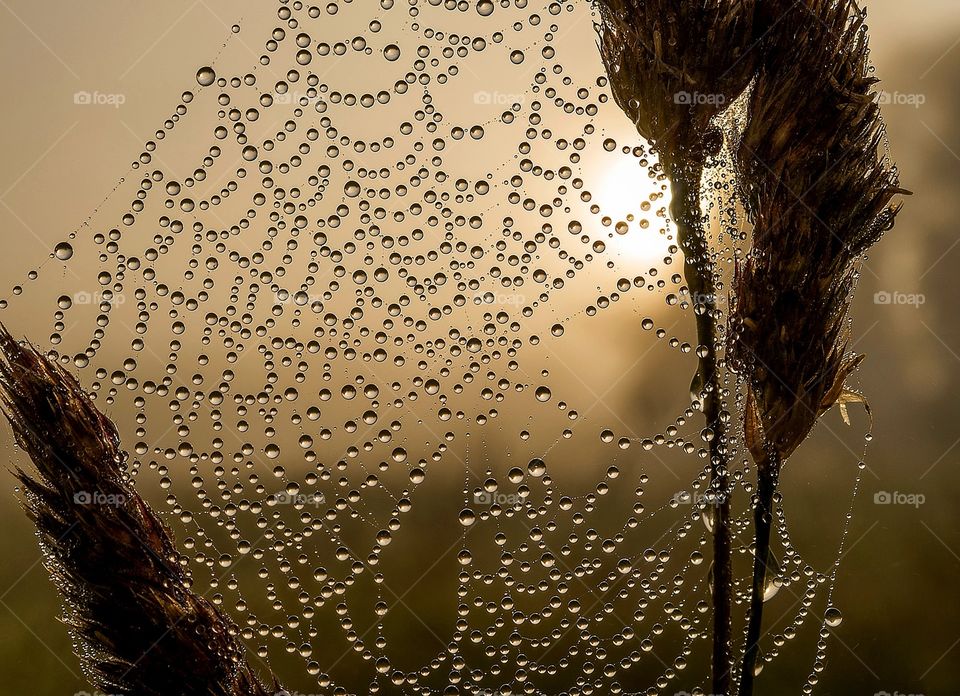 Drops