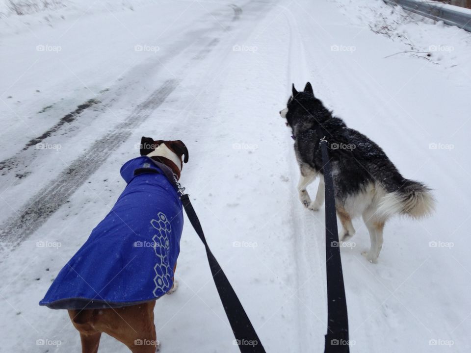 Thumper in his coat and Rocky loving the cold day!