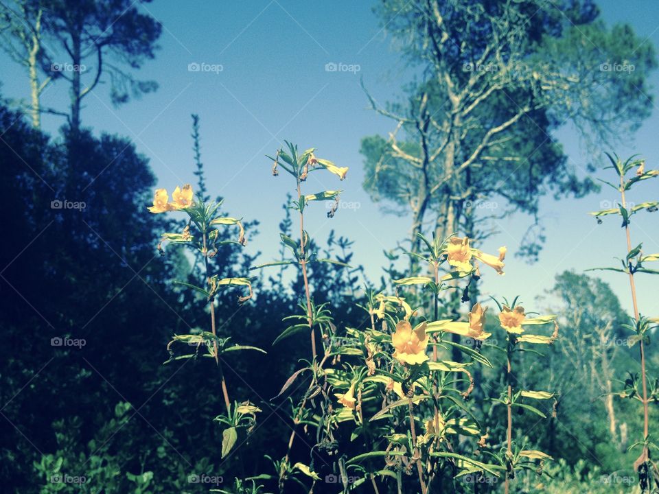 Orange wildflowers in the Henry Cowell forest