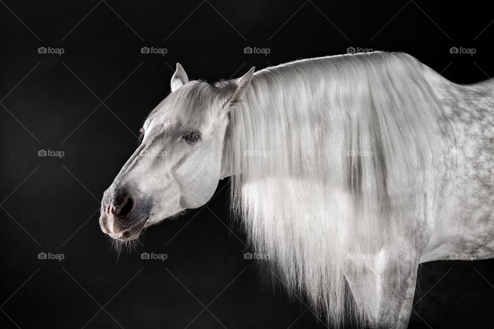 Grey PRE (Andalusian) horse on black