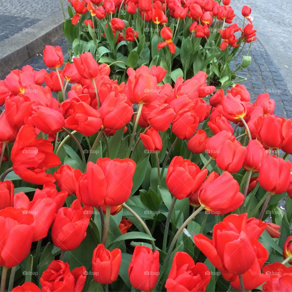 Close-up of red tulip flowers