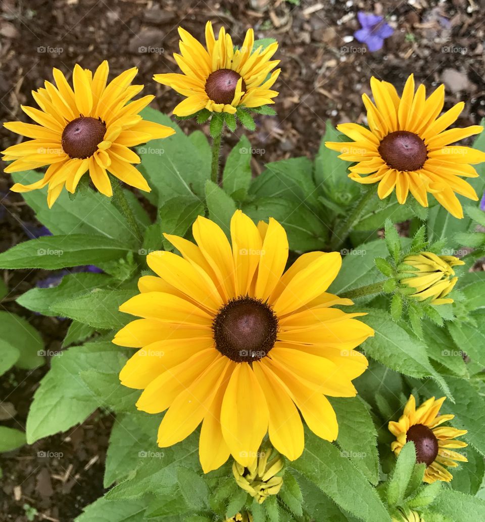 Brown-Eyed Susan's