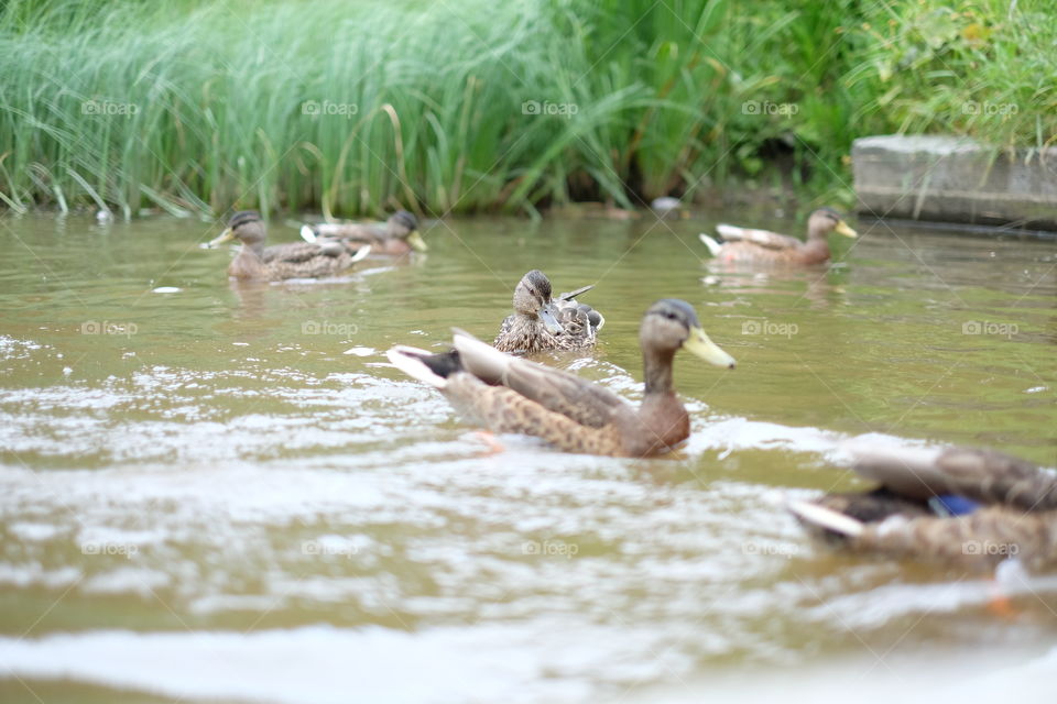 mallard