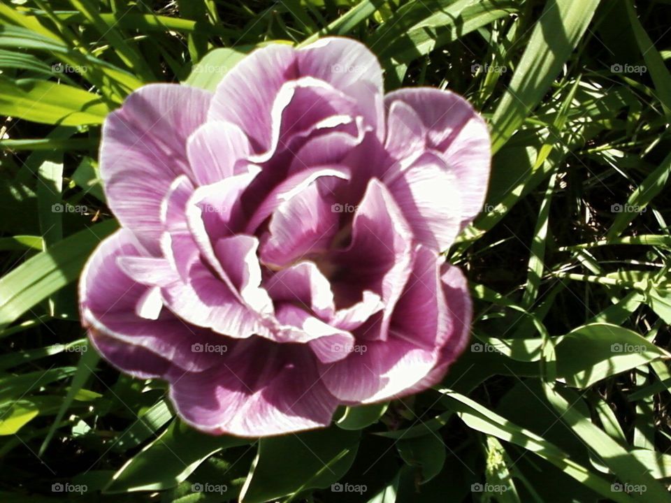 Beautiful backyard flowers, Tulips 