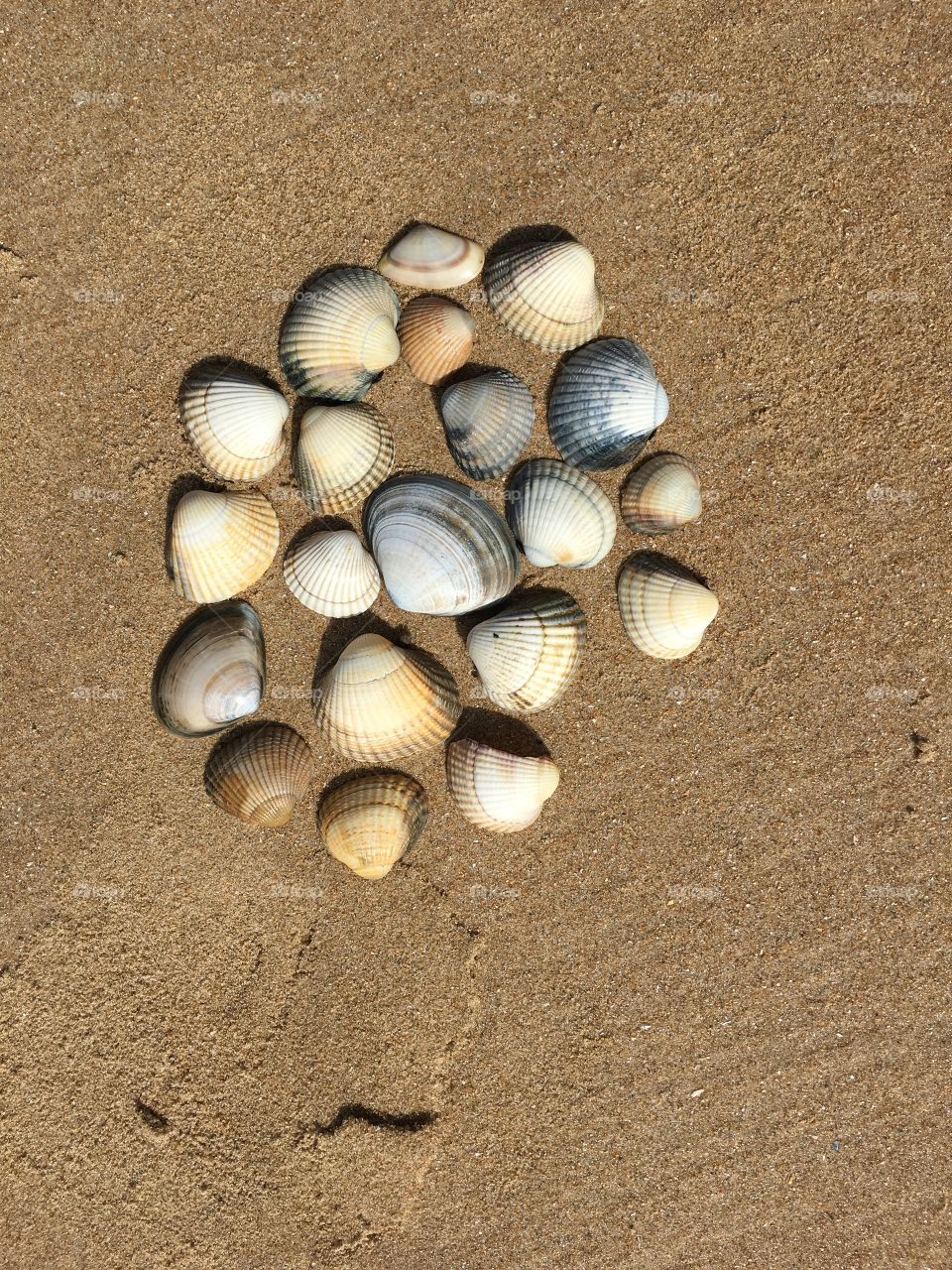 Shells 🐚 #2