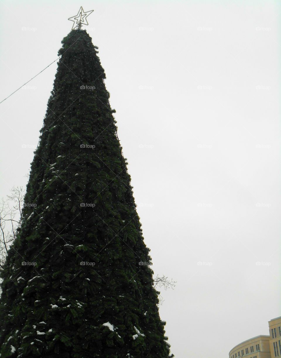 Tree, Conifer, Evergreen, No Person, Cypress