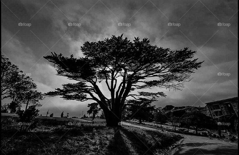 The world in black and white