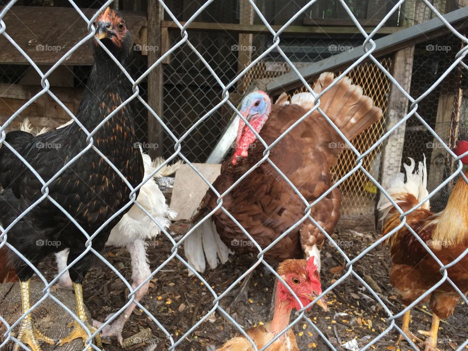 Turkeys and chickens near Thanksgiving