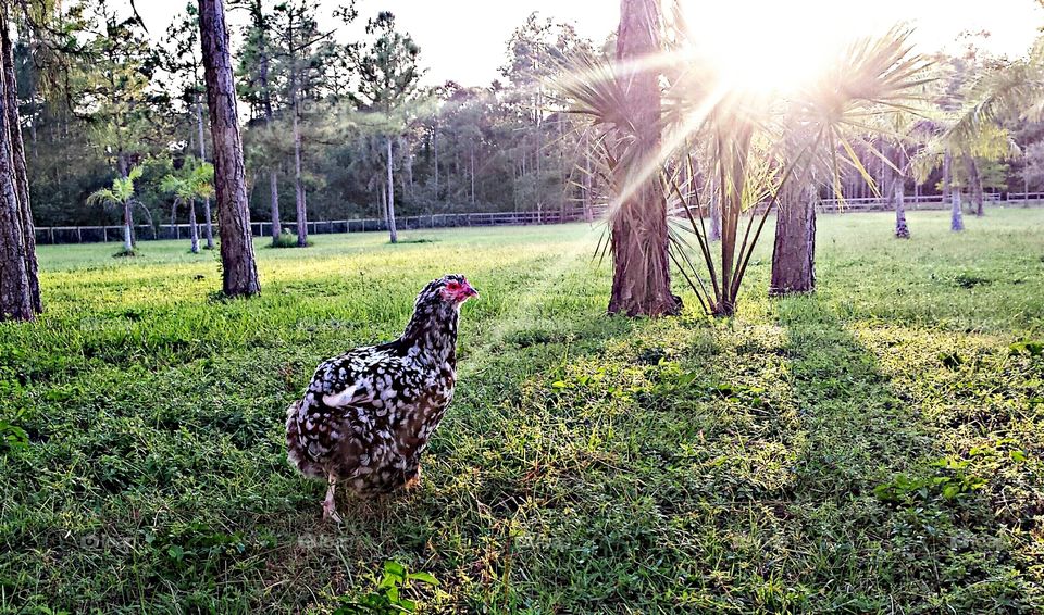 Hen sunset