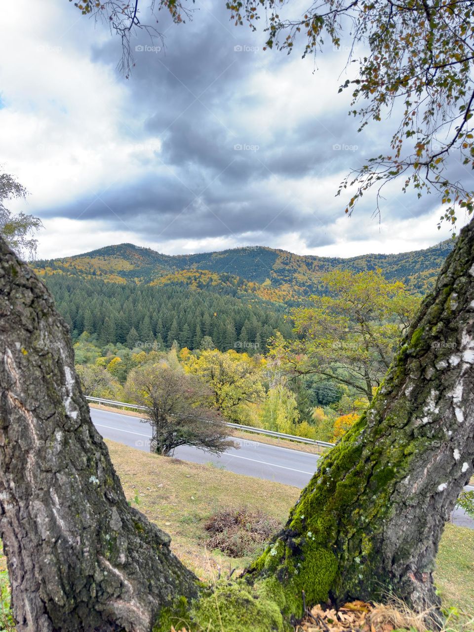 Forest colours in early autumn
