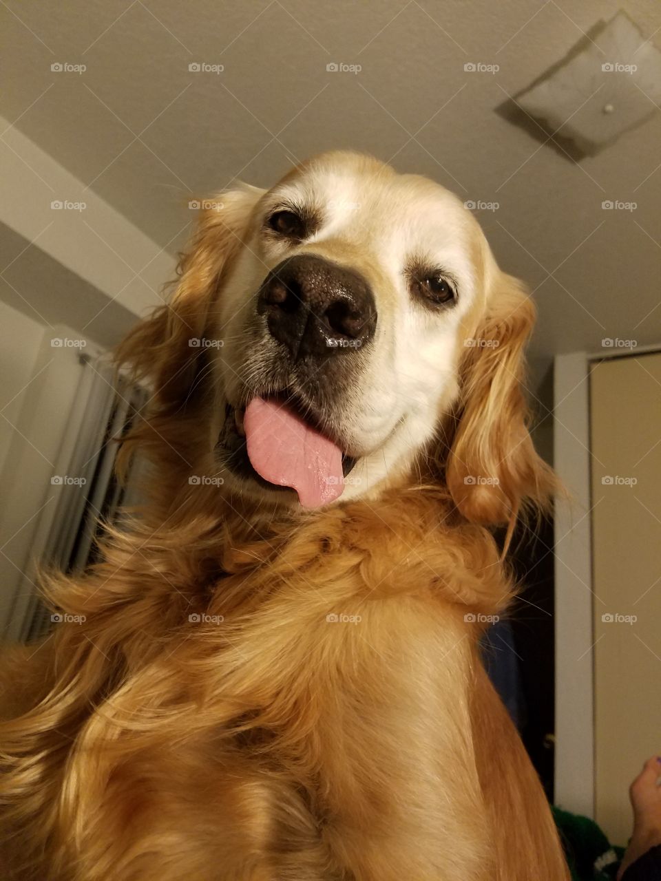 Buddy reserves this face for when he is at his happiest.   He demands attention and he gets it.   Who could really resist a face like this?