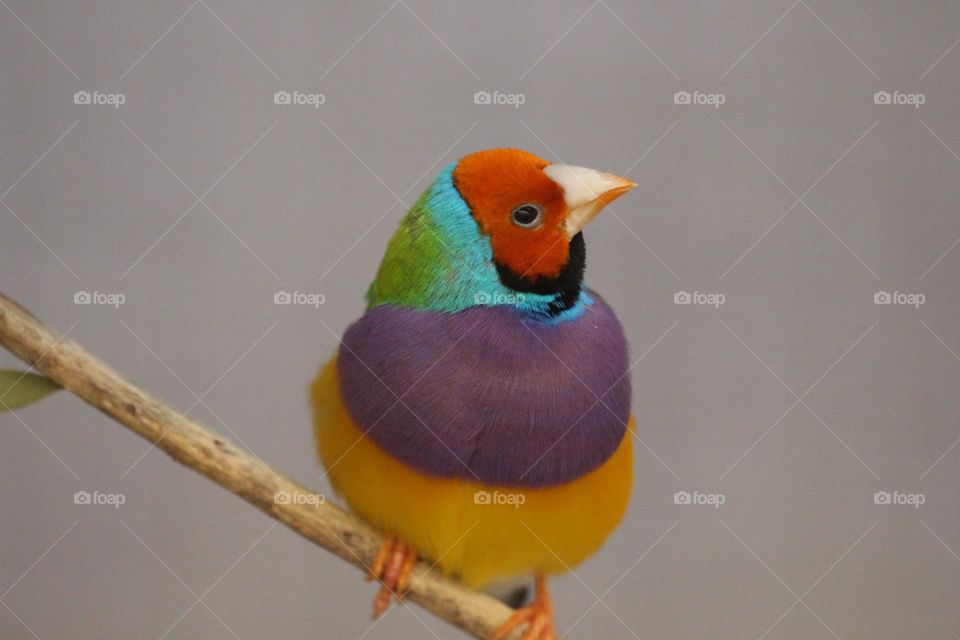 A colourful little gouldian finch, perching on a twig, it’s eyes looking around with curiosity.