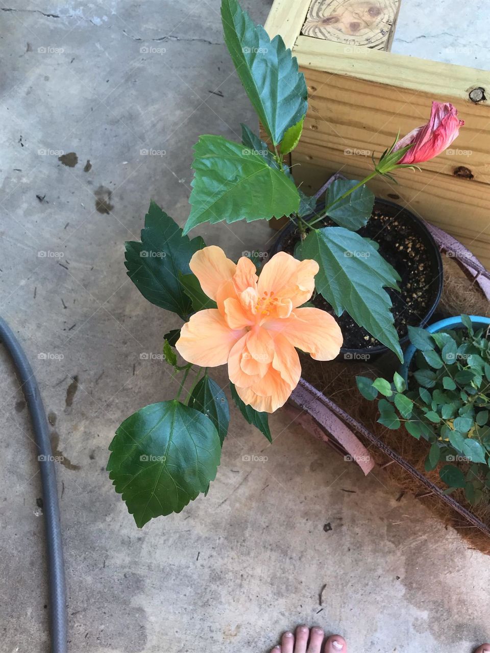 A beautiful hibiscus 🌺